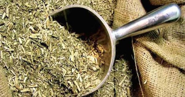 La Nación / Prevén una menor producción de yerba mate por la sequía