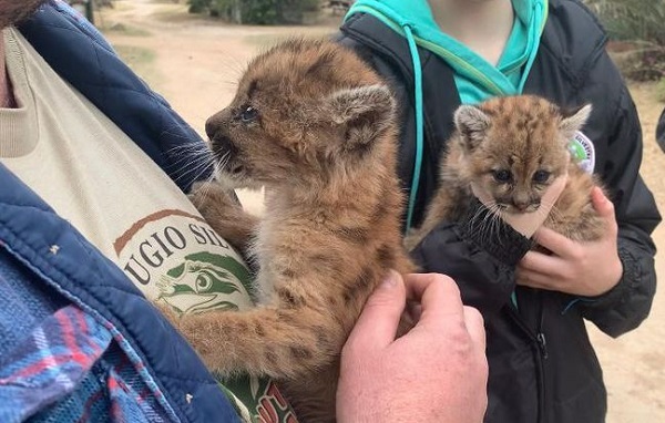 Rescatan a dos cachorros de puma en el Chaco