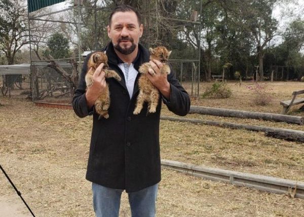 Fiscalía rescata cachorros puma que serían vendidos por nativos