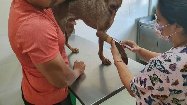 Mascotas enfermas necesitan donación de alimentos y remedios