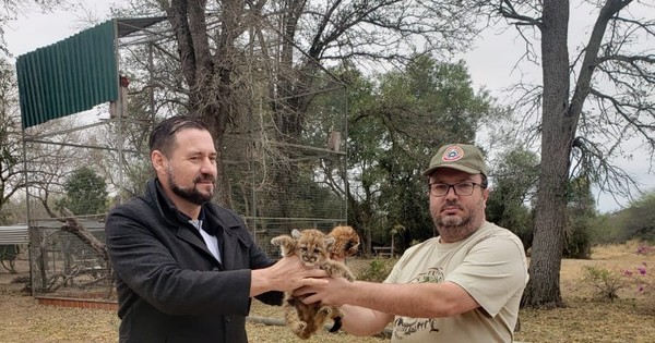 La Nación / Rescatan a dos cachorros de puma en el Chaco
