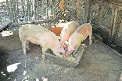 Productores de cerdo denuncian que se están quedando sin alimento por el paro de camioneros - ADN Digital