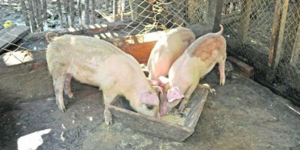 Productores de cerdo denuncian que se están quedando sin alimento por el paro de camioneros