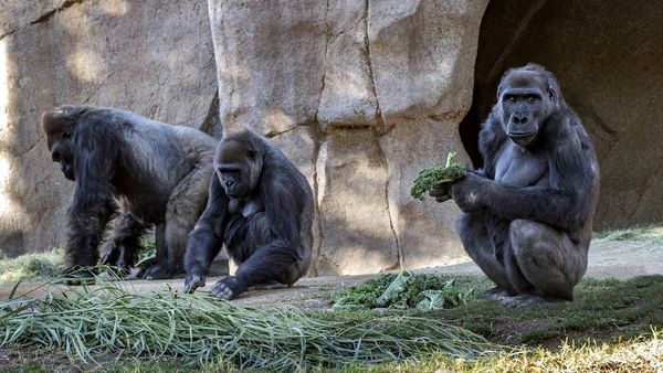 Los simios también se saludan y se despiden en sus interacciones