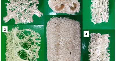La Nación / Esponjas vegetales, en estudio