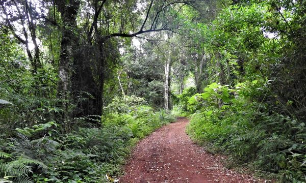 Había una vez un bosque, la historia del Bosque Atlántico en Paraguay