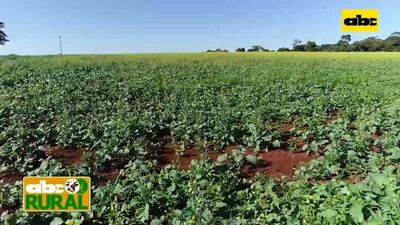 ABC Rural:  Te recomienda - Frío pero sin heladas esta semana - ABC Rural - ABC Color