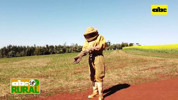 ABC Rural: Apicultura y agricultura, que falta para mejorar la unión - ABC Rural - ABC Color