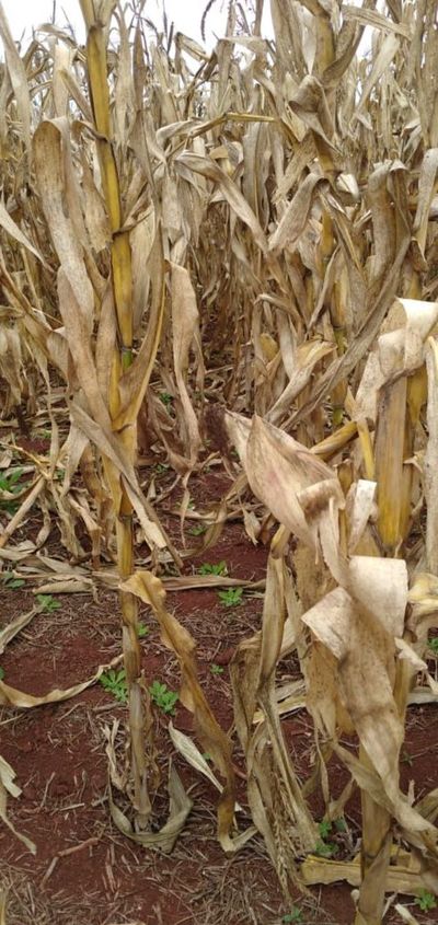 Mermas en rendimiento de maíz y trigo castigan al productor, quienes cifran sus esperanzas en la soja - Nacionales - ABC Color