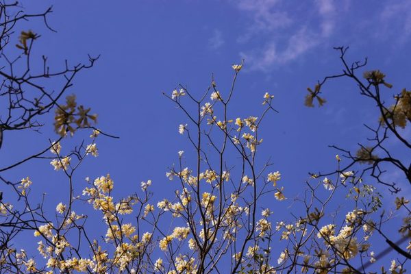 Adelanto de verano: anuncian semana calurosa
