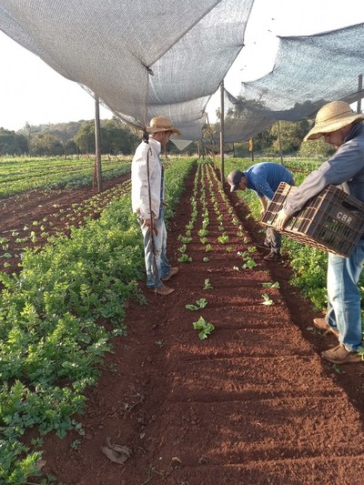 MAG se desentiende de proyecto de agricultura familiar para 45 productores - La Clave