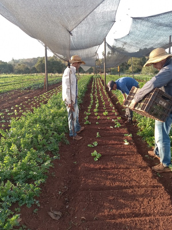 MAG se desentiende de proyecto de agricultura familiar para 45 productores - La Clave