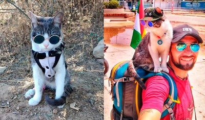 ¡Maldita humanidad! Mataron a “Bella”, el gato mochilero - Megacadena — Últimas Noticias de Paraguay