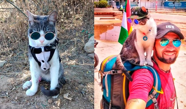 ¡Maldita humanidad! Mataron a “Bella”, el gato mochilero - Megacadena — Últimas Noticias de Paraguay
