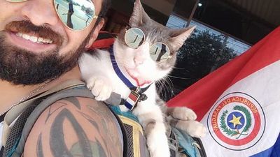Triste despedida: El gato mochilero muere envenenado en Paraguay