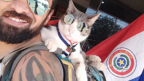 Triste despedida: El gato mochilero muere envenenado en Paraguay
