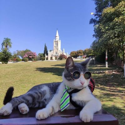 Mataron al gato mochilero e internautas reaccionan con indignación en las redes - Nacionales - ABC Color