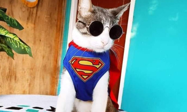 Bella, el gato mochilero muere envenenado en Paraguay - OviedoPress
