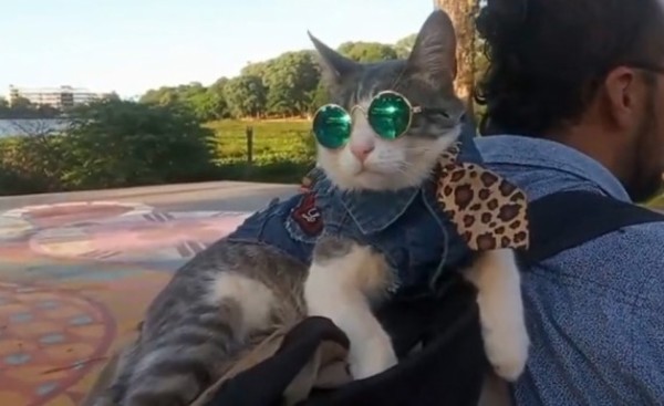 Bella, el gato mochilero muere envenenado