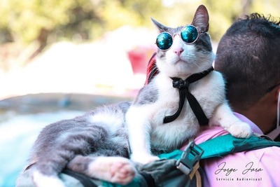 Defensa Animal investigará la muerte del gato mochilero - Megacadena — Últimas Noticias de Paraguay