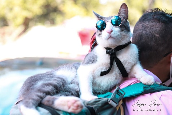 Defensa Animal investigará la muerte del gato mochilero - Megacadena — Últimas Noticias de Paraguay