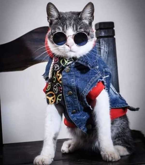 Muere envenenado el Gato Mochilero: “Me lo mataron a Bella ¿Por qué tienen que ser así?”