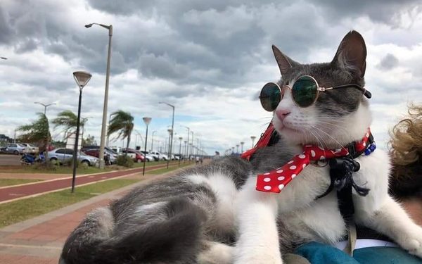 Murió el “Gato Mochilero” por envenenamiento
