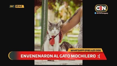 Envenenaron a "Bella" la gata mochilera - C9N