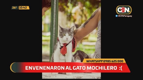 Envenenaron a "Bella" la gata mochilera - C9N