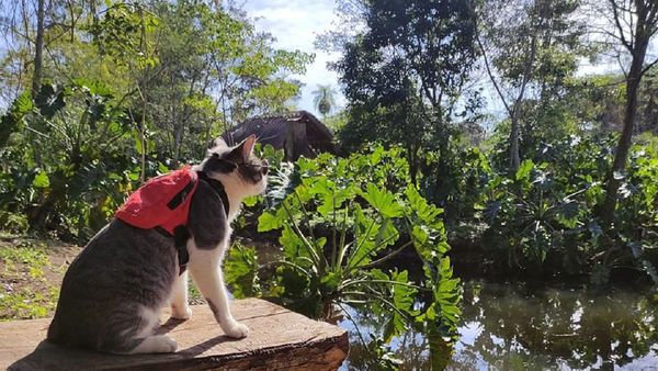 Muerte del gato mochilero causa indignación y repudio en las redes
