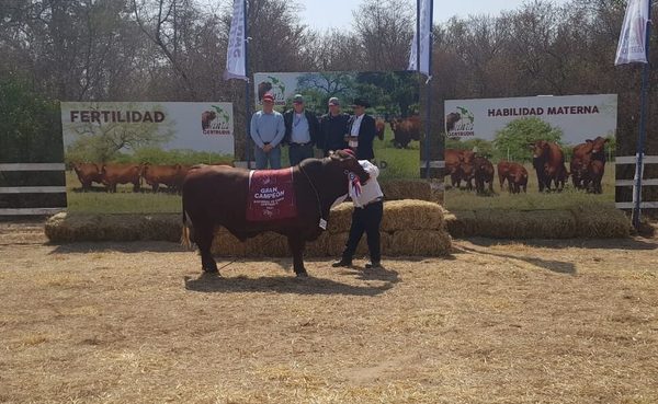 Neuland y Chaco Pora lograron los Grandes Campeones de la Expo Nacional Santa Gertrudis