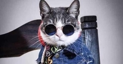 [VIDEO] Conmoción por la muerte del gato viajero