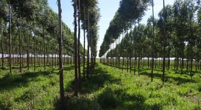Invitan a presentar oferta para la implementación de seis modelos de sistemas agroforestales
