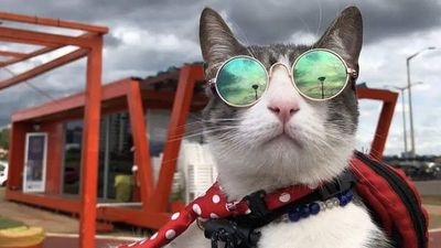 Ofrecen recompensa a quien delate al que envenenó al Gato Mochilero