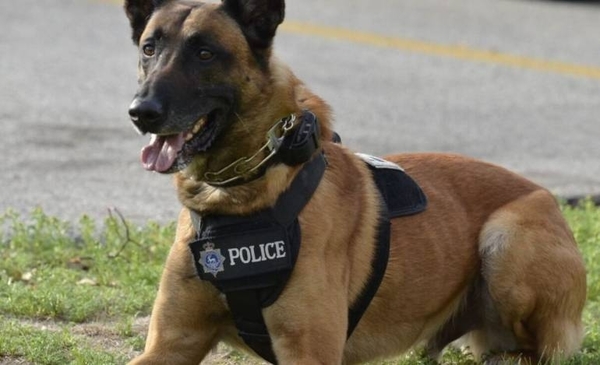 Diario HOY | Bolivia homenajea a los perros con adopciones y un escalafón policial