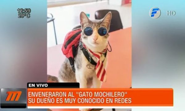 El "gato mochilero" muere envenenado en Paraguay | Telefuturo