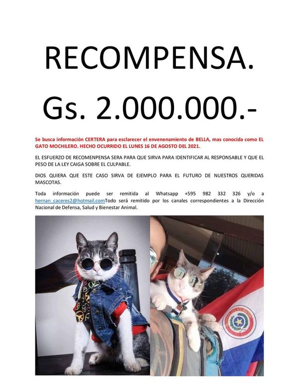 Ofrecen recompensa para dar con responsable de la muerte del gato mochilero - Nacionales - ABC Color