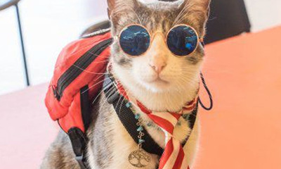Descartan muerte natural y realizarán autopsia al Gato Mochilero - OviedoPress