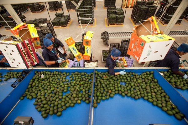 Superávit agroalimentario de México registra el tercer mejor saldo en 27 años - MarketData