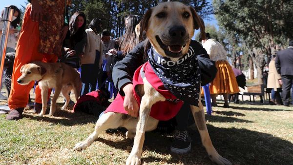Bolivia homenajea a los perros con adopciones y un escalafón policial