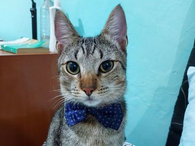 Envenenaron a mi gato, ¿qué hago para socorrerlo? - Nacionales - ABC Color