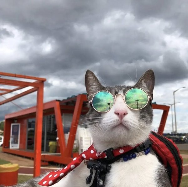 Gato mochilero: Presentarán denuncia en Fiscalía por crueldad animal