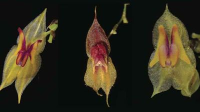 Descubren en Ecuador 3 especies de orquídeas, dos bajo amenaza de extinción
