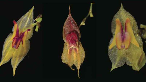 Descubren en Ecuador 3 especies de orquídeas, dos bajo amenaza de extinción