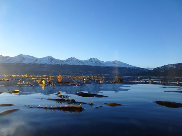 Efecto “perverso” del clima conserva los bosques marinos descritos por Darwin - Mundo - ABC Color