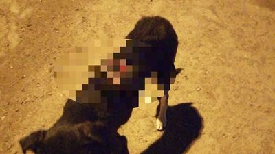 Derraman agua caliente a perrito callejero