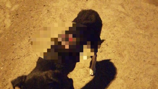 Derraman agua caliente a perrito callejero