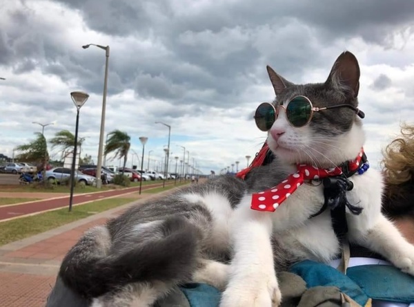 «El gato mochilero» será embalsamado | OnLivePy