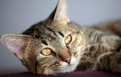Diario HOY | “Al salir el gato de la casa, el dueño viola la tenencia responsable”