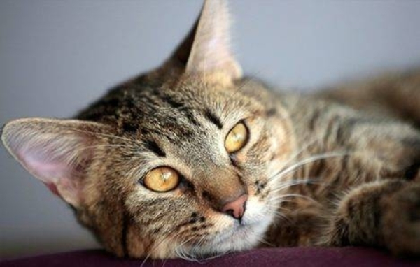 Diario HOY | “Al salir el gato de la casa, el dueño viola la tenencia responsable”